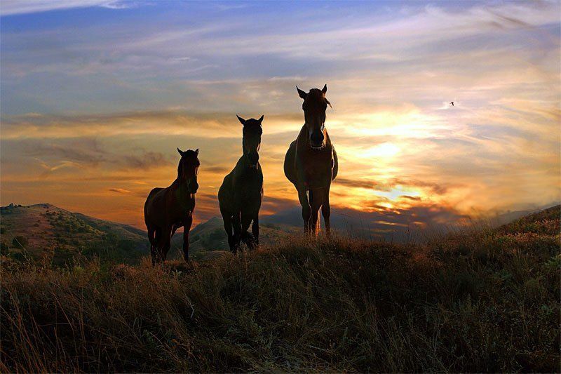 кони,закат ...Усталость... фото превью