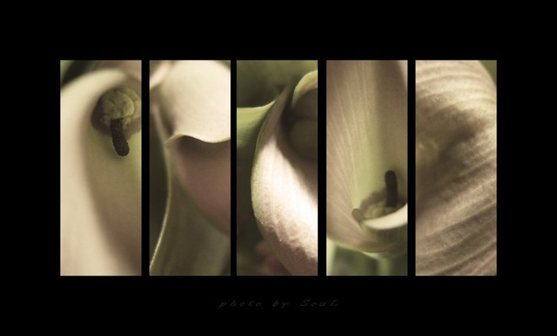 zantedeschia  калла Zantedeschiaphoto preview