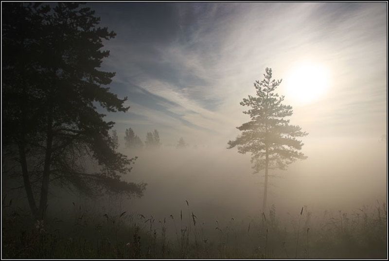 туман, утро, солнце, небо, пейзаж, дерево, сосна, лето, трава, поле, лес, dyadyavasya Туманные далиphoto preview