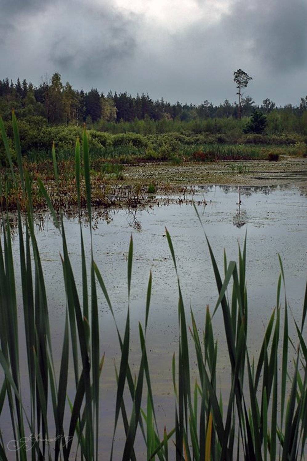 Болото. Автор: Александр ЛАВРОВ , Александр ЛАВРОВ