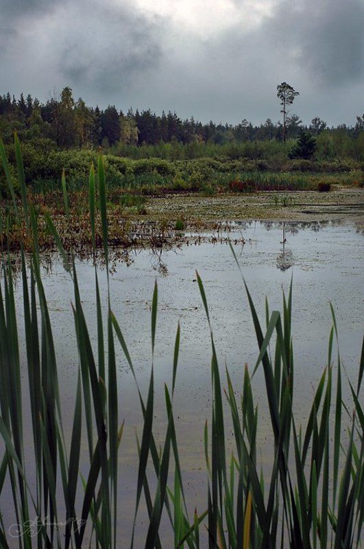 Болотоphoto preview