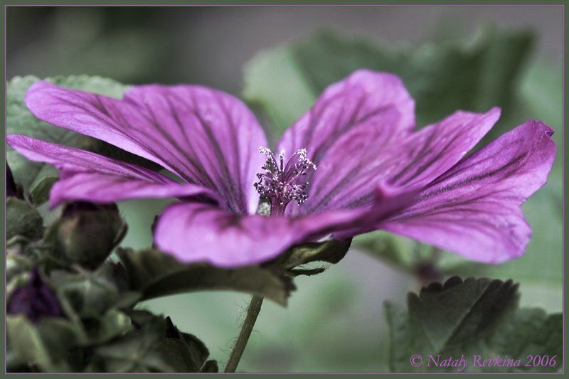 макро,цветы,лето Ожидание...photo preview