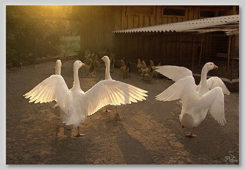 гуси, живность 3+2  (...у них своя свадьба - у нас своя...)photo preview