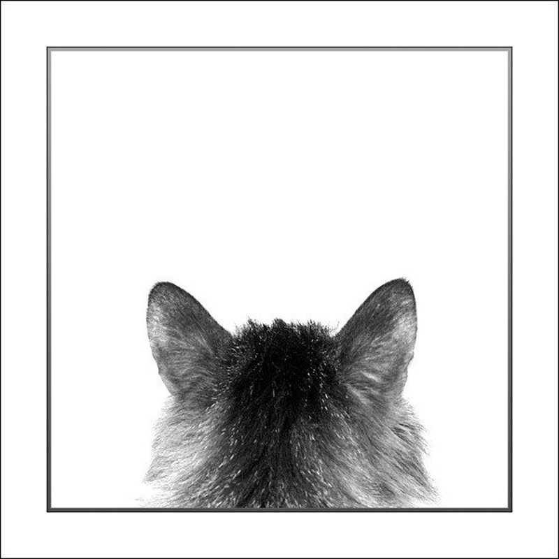 3rd person viewphoto preview