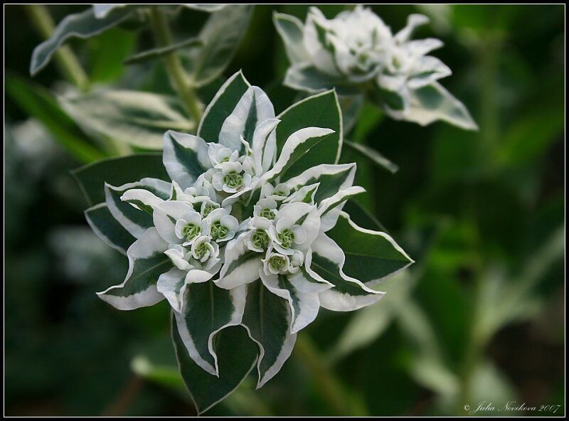 цветок, лето Летняя.photo preview