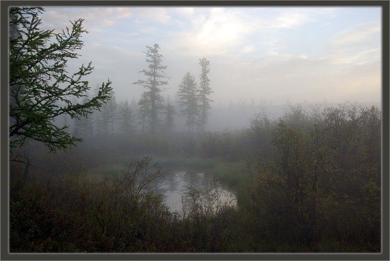 утро,туман,тайга,якутия Утро туманноеphoto preview