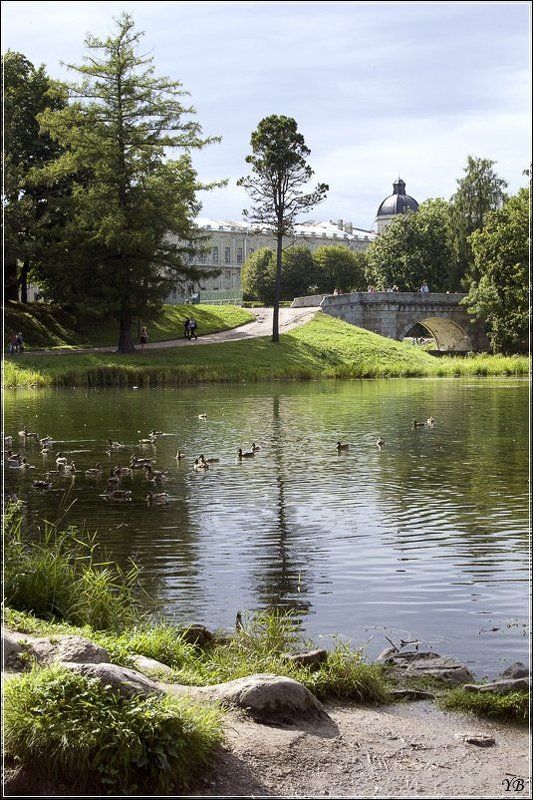 гатчина, парк, пруд, мост, утки *** фото превью