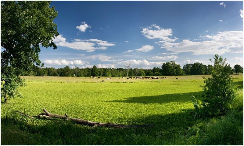 коровы На лугу пасутсяphoto preview