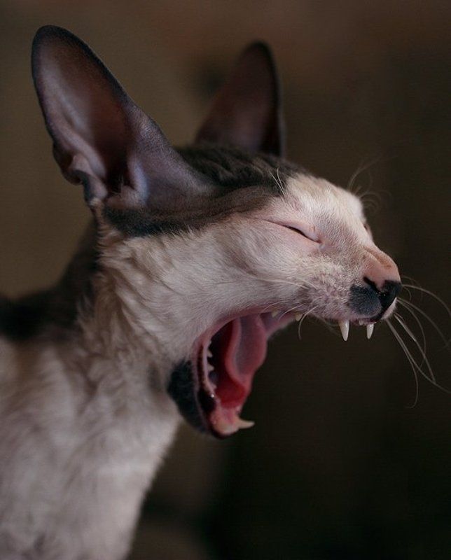 Алаааарм!!!!photo preview