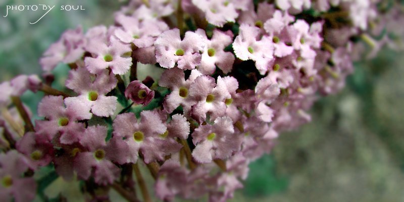 flower small 1photo preview