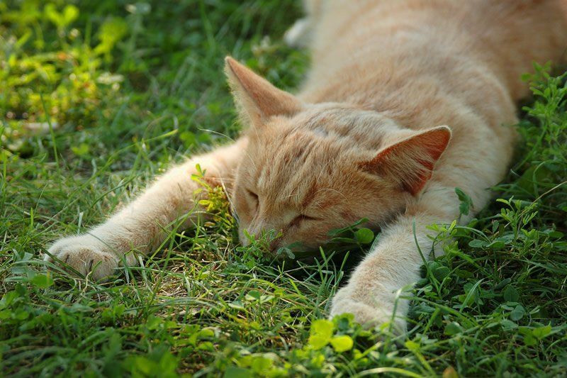 кот, лапы, трава, сон Жара!photo preview