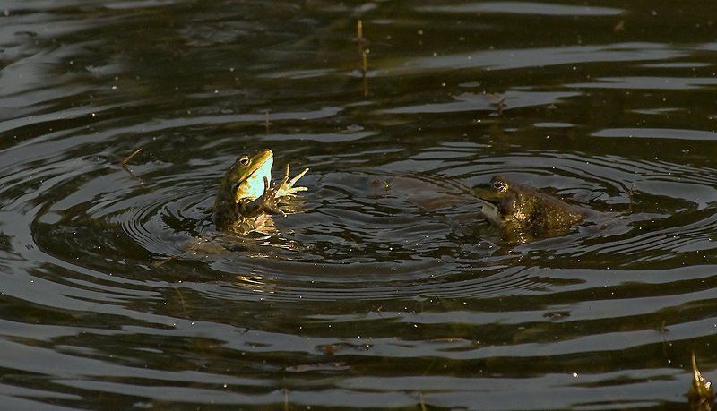 лягушки вчера щуку вооот с такими глазами гонялphoto preview