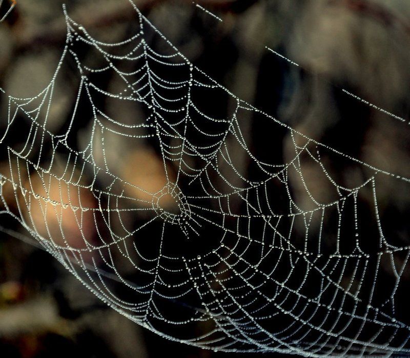 паутинка, паук, небо Ажурные сетиphoto preview