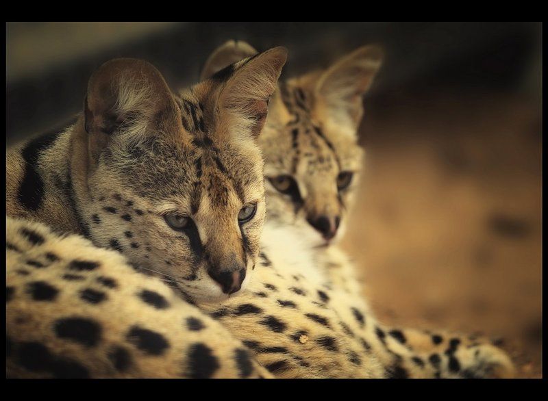 Сервалыphoto preview