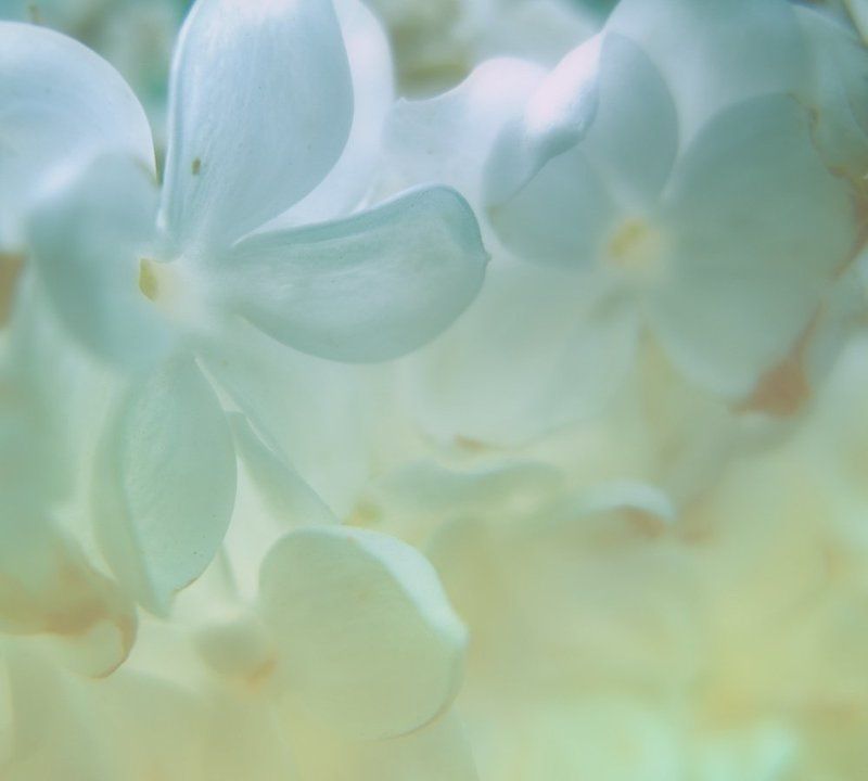 ......вдыхая аромат весны.....photo preview