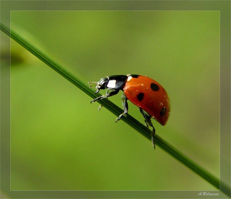 Predatorphoto preview