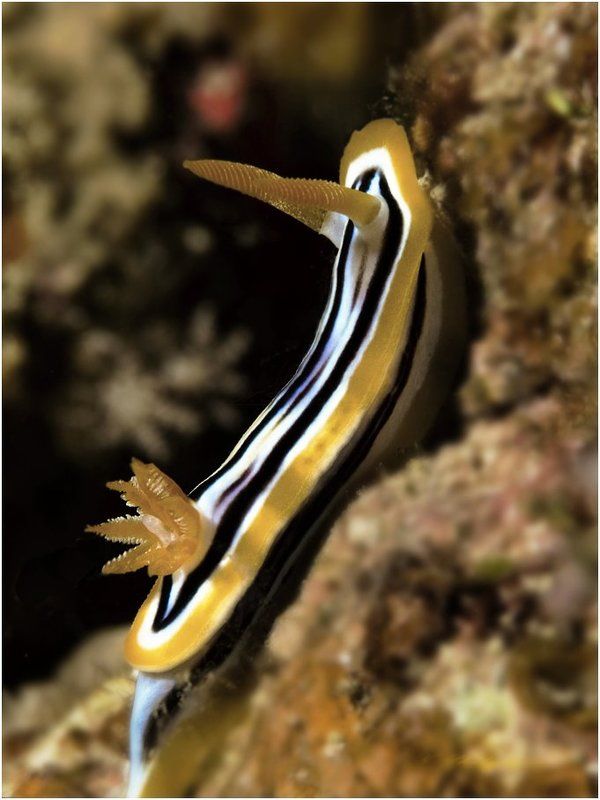 красное море, дайвинг, голожаберник. Жёлтенький такой. И все его хотят сфотографировать.photo preview