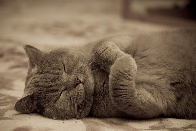 Кошачьи сныphoto preview