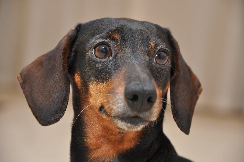 Портрет лучшего другаphoto preview