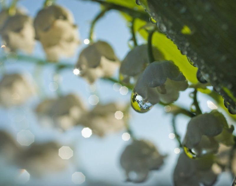 ландыши Опять весна. И снова ландыши цветутphoto preview