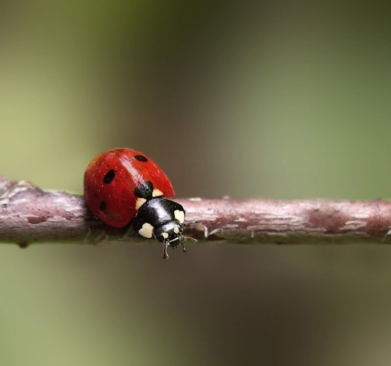 На канатеphoto preview