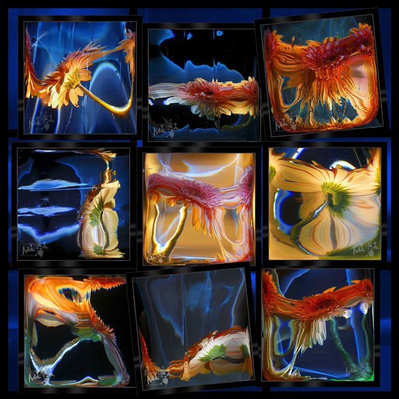 светографика, преломления, искажения, вода, стекло, гербера, предметы Подводная гербера (Светографика - Преломления. Искажения. Отражения.)photo preview