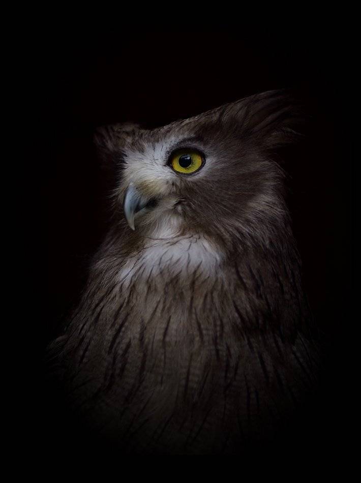 Рыбный филин. Автор: Lilia Tkachenko , Lilia Tkachenko