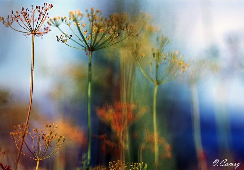 укроп, цейс, макро Укроп #2photo preview