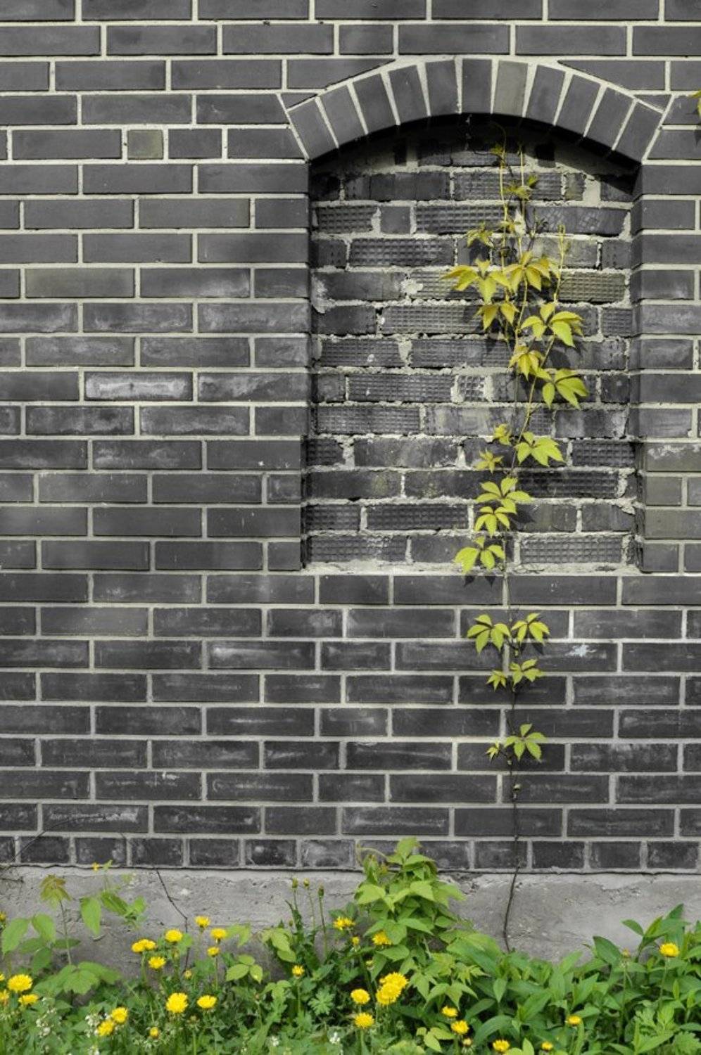 дикий виноград, стена, кирпичи, Динара