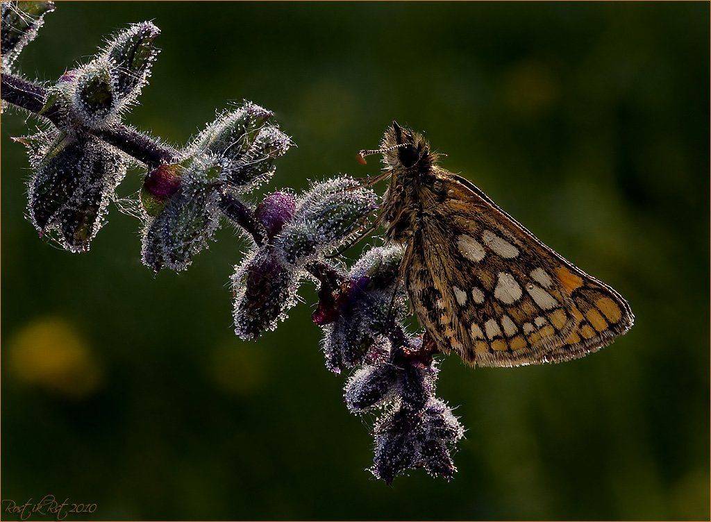 , Ростислав