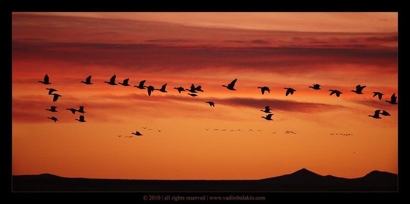 Snow geese at sunrisephoto preview