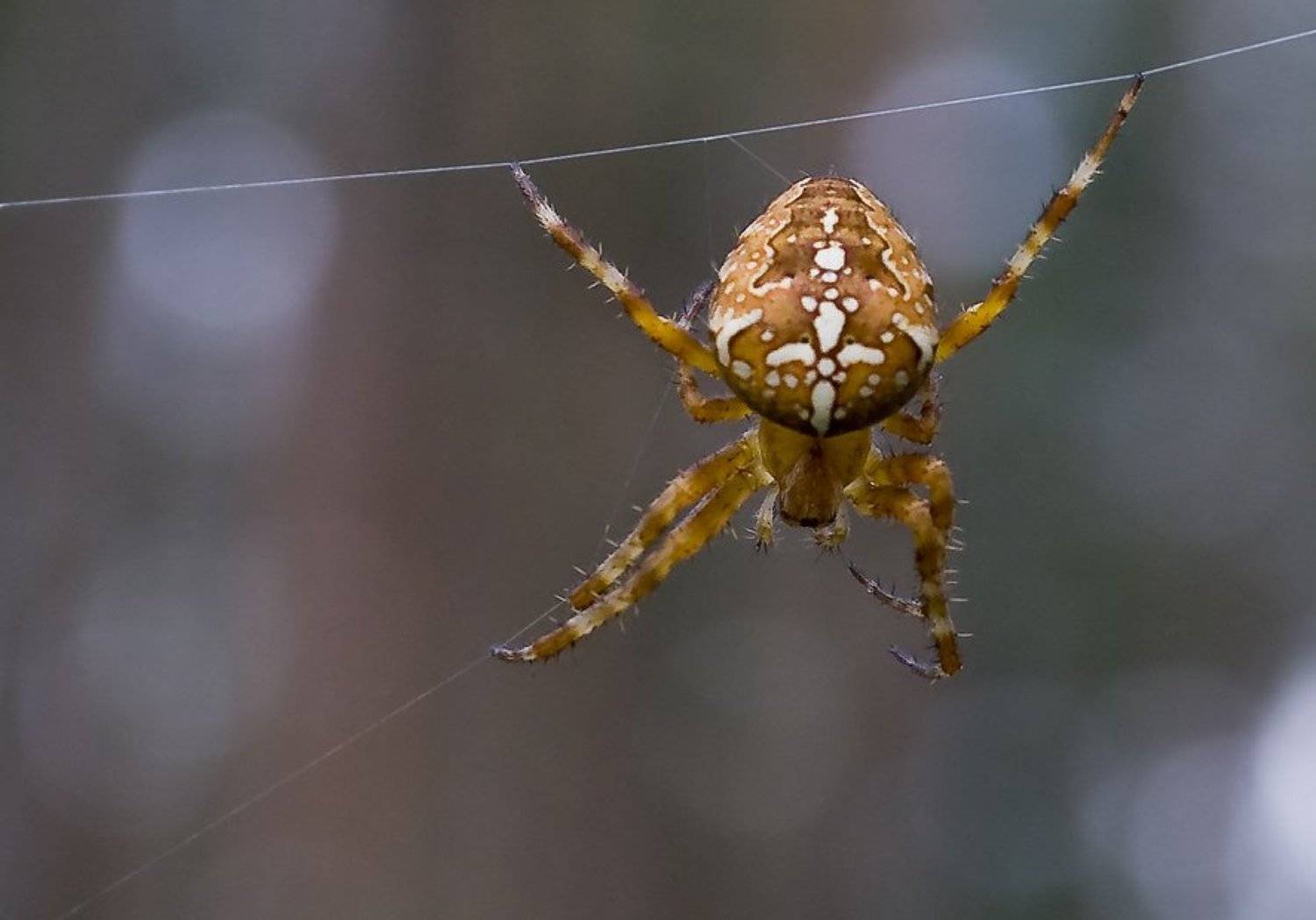 Крестовик. Автор: Игорь Вишняков макро,насекомые,природа, Игорь Вишняков