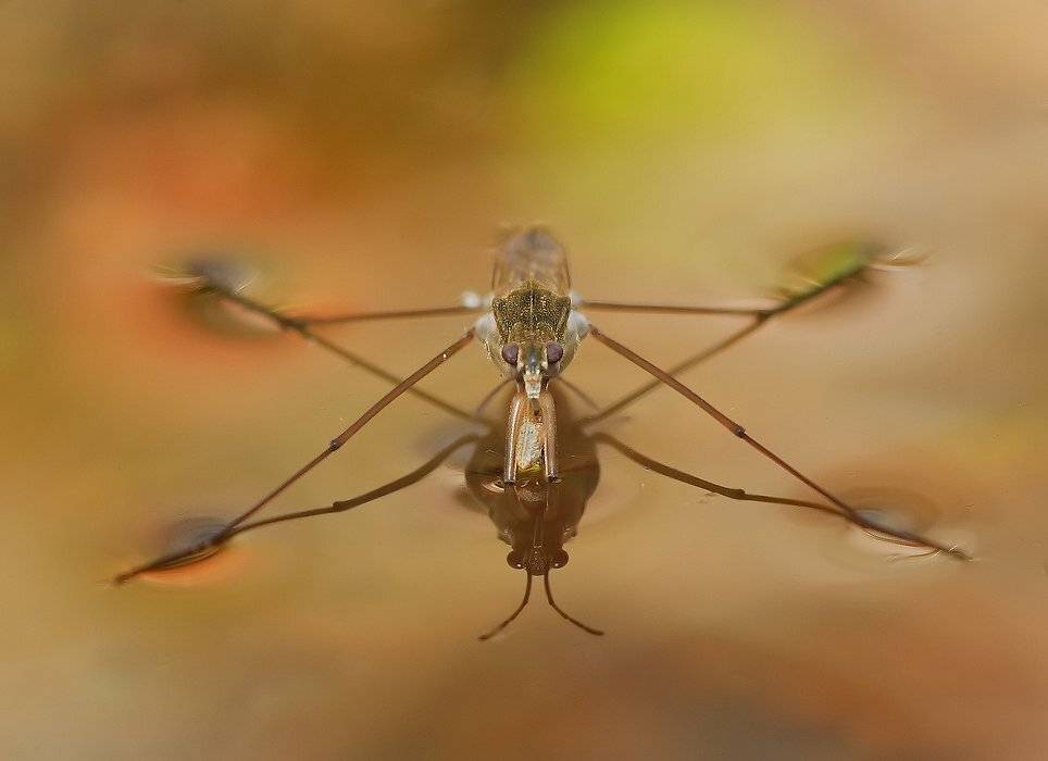Звёзды на воде. Автор: Олег Сурьянинов весна, водомерка, вода, Олег Сурьянинов