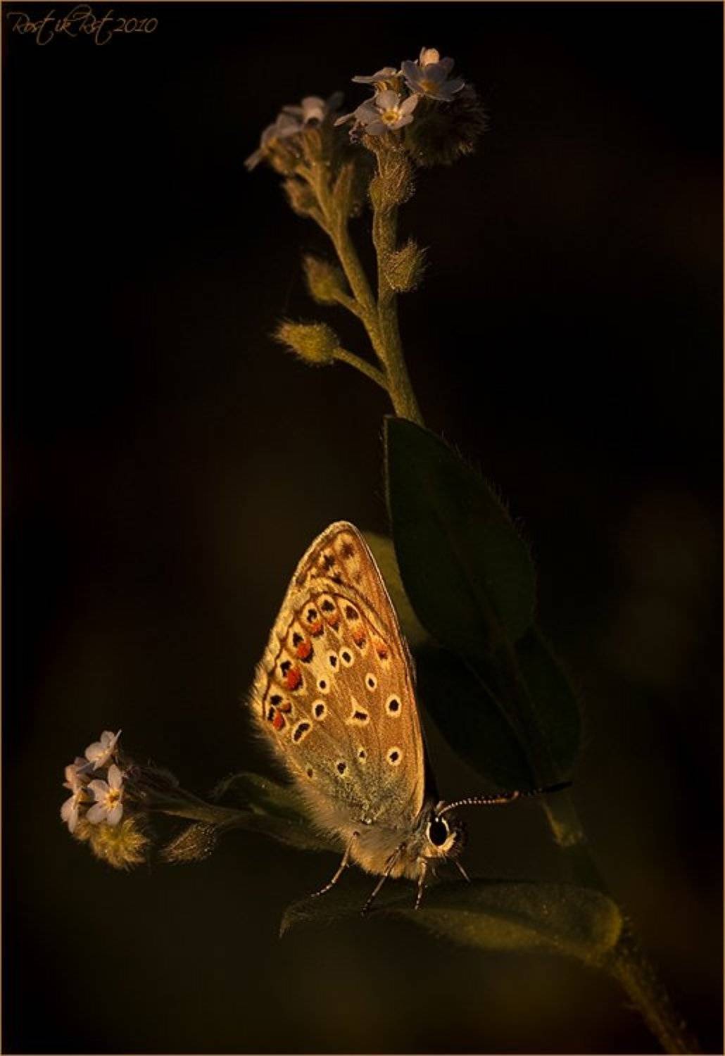 Закат.... Автор: Ростислав , Ростислав