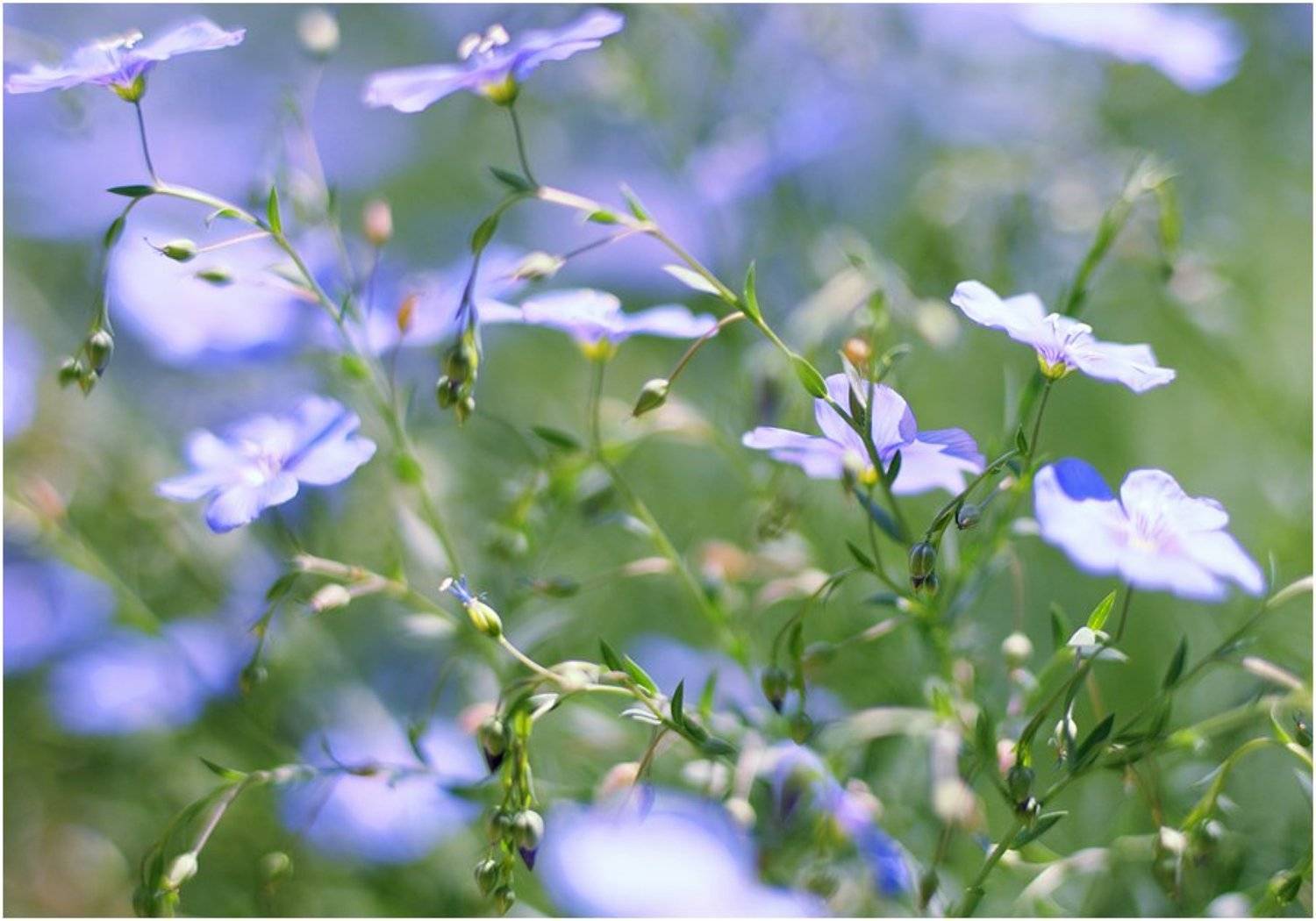 Проникновенная частичка лета :). Автор: Filiptsova Yana , Filiptsova Yana