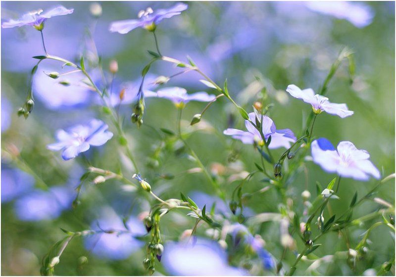 Проникновенная частичка лета :)photo preview