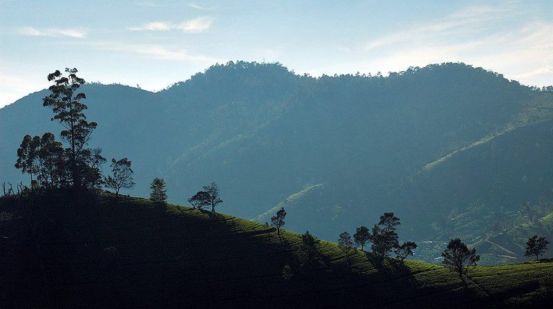 шри-ланка, нувара элия, 2008 Рассвет в Нувара Элияphoto preview