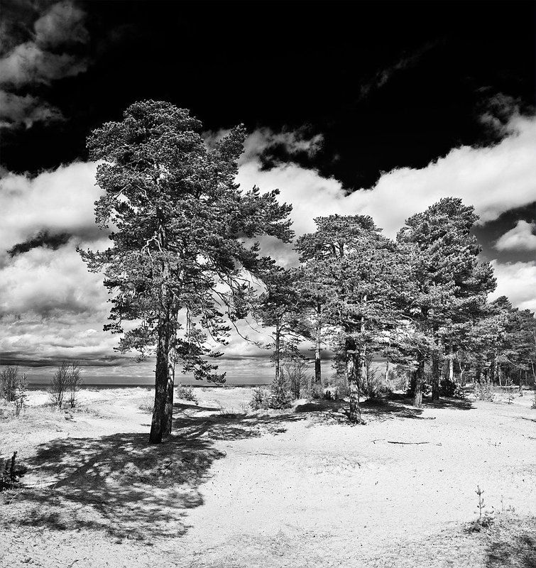 белое море, дюны, ягры, сосны, песок, облака, тучи Дюны Белого моряphoto preview
