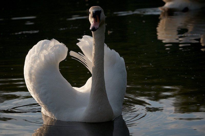 Лебедь по имени Пончикphoto preview