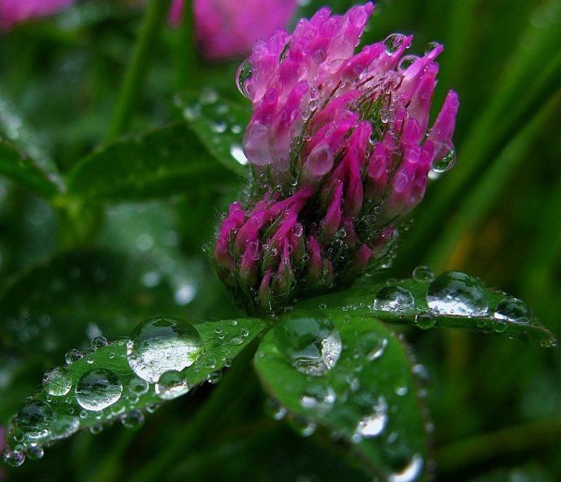 ...у меня от этого чубчика пупиришние мурашки...photo preview