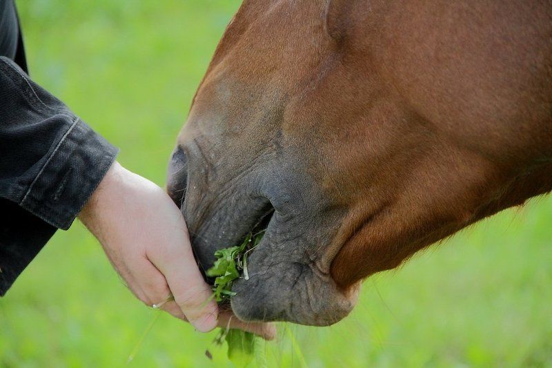 животные Доверие.photo preview