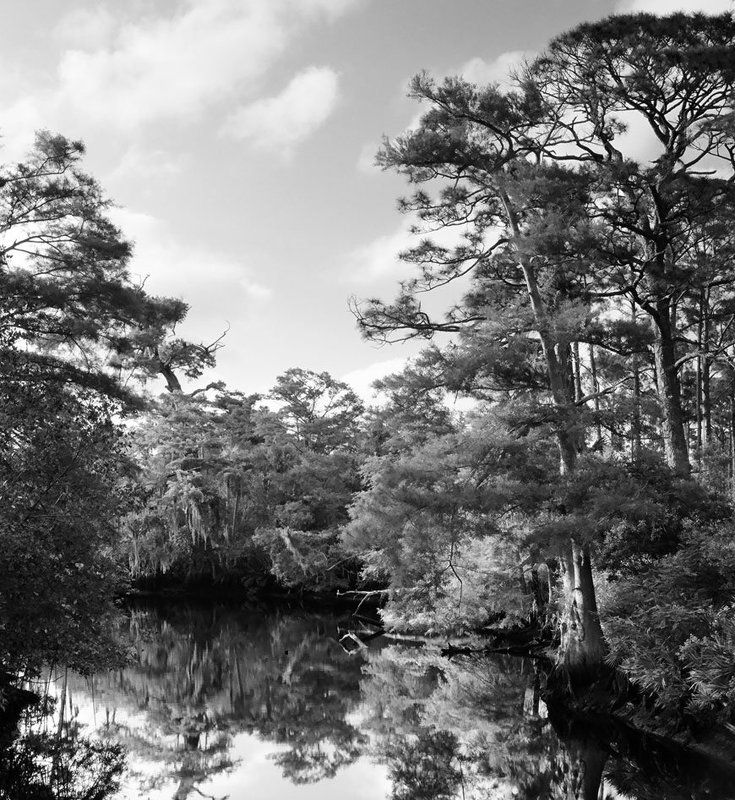 чб, пленка, 35mm Loxahatchee Riverphoto preview