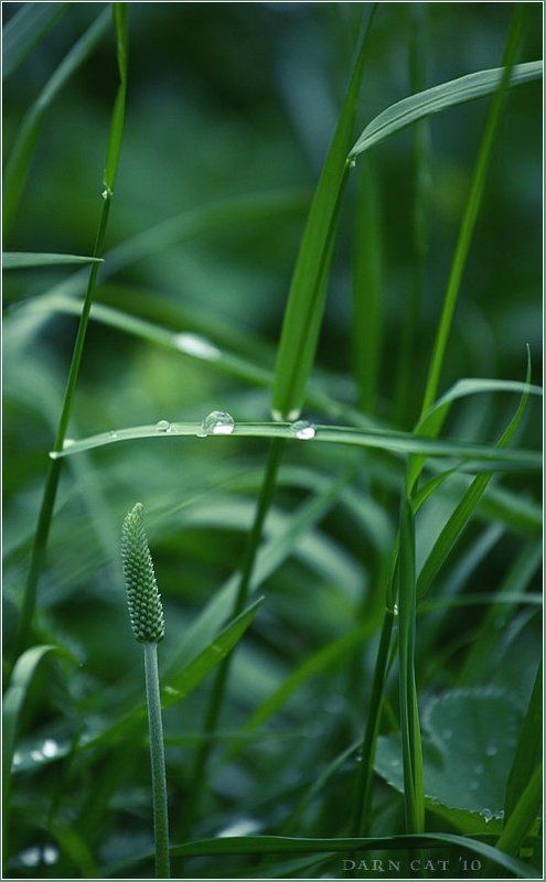 lullaby, of, meadow, колыбельная, луга, травка, одуванчики, роса, капли Lullaby of meadowphoto preview