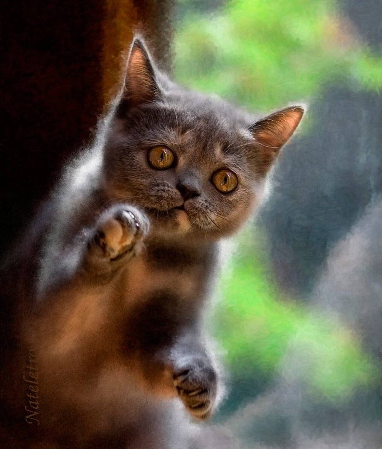 что там... за дверью в лето.... Автор: Nateletro экзотический, котёнок, лето, Nateletro