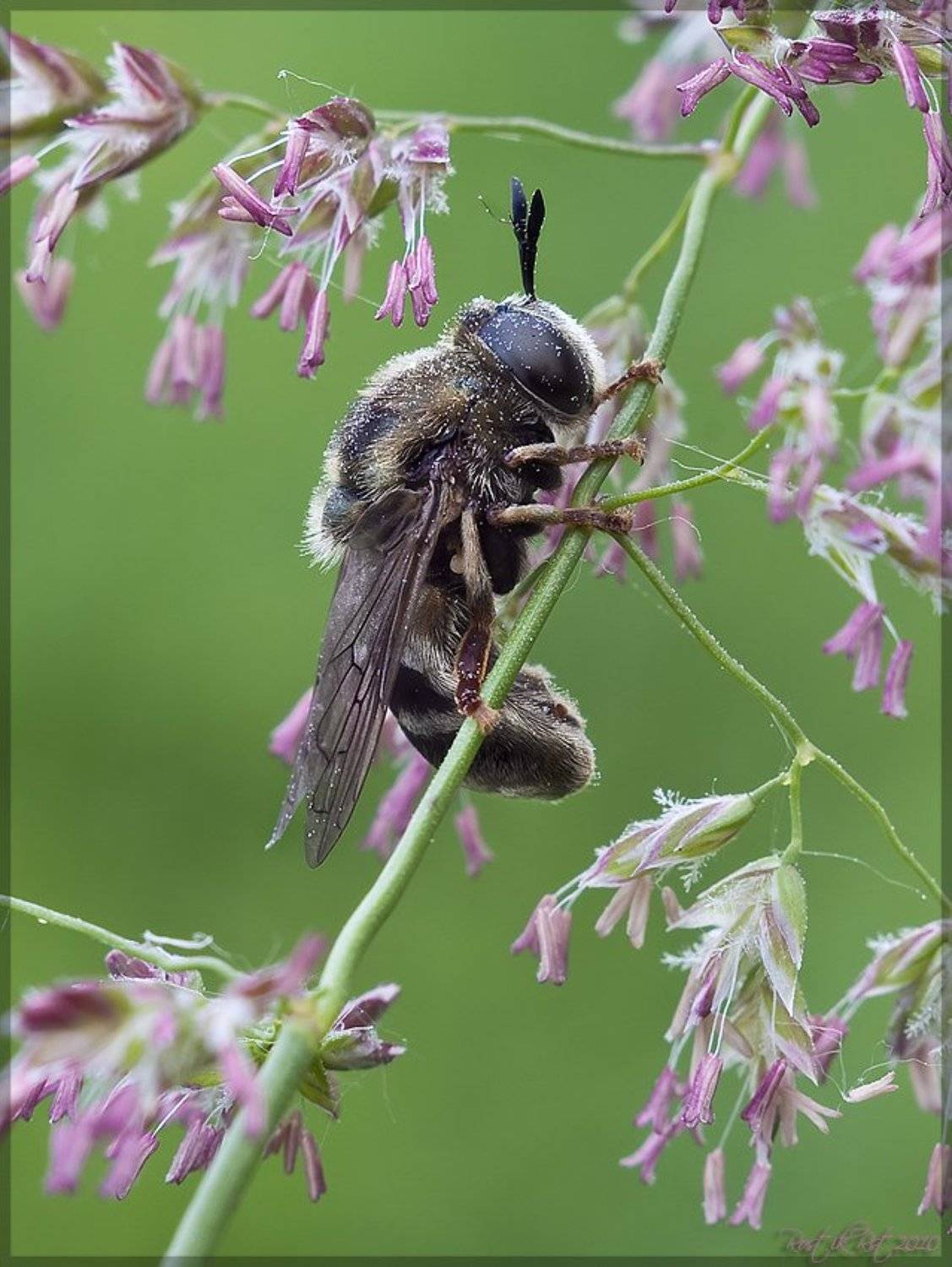 В пыльце.... Автор: Ростислав , Ростислав