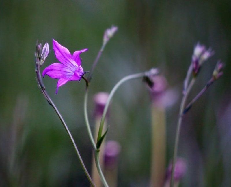 Полевые жителиphoto preview