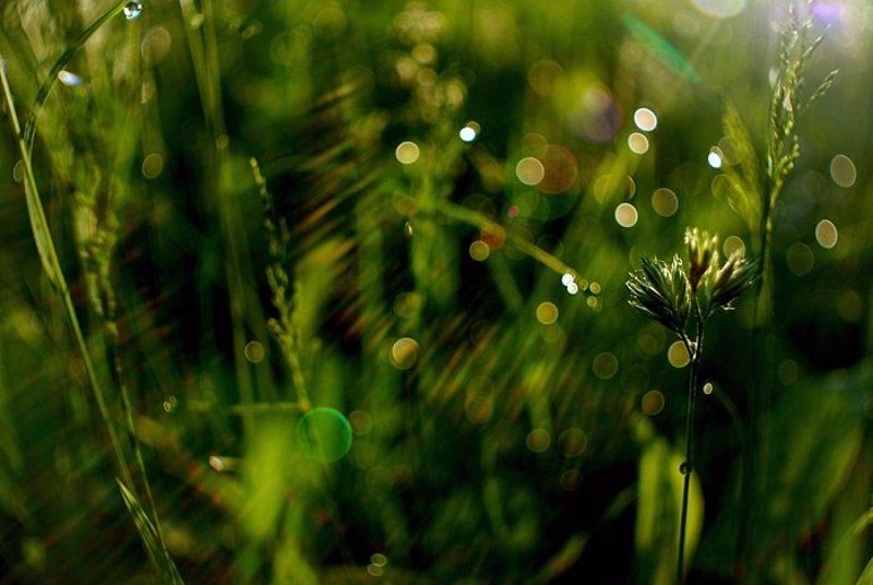 light, свет, утро, light фото превью