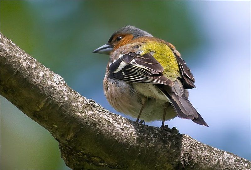 Обиделся...photo preview