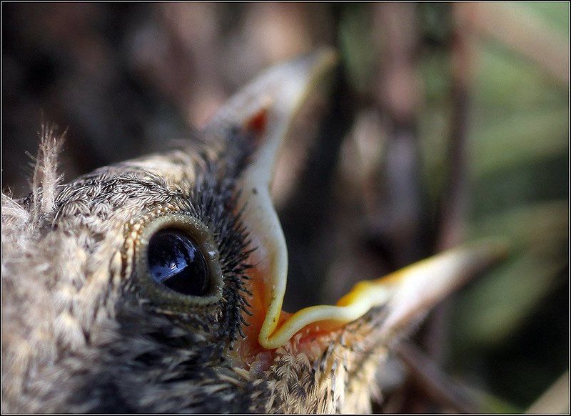 дрозд, птенец, клюв, хлеборезка, птичка, ёлка, гнездо Тихо в лесу, только не спят дрозды....photo preview