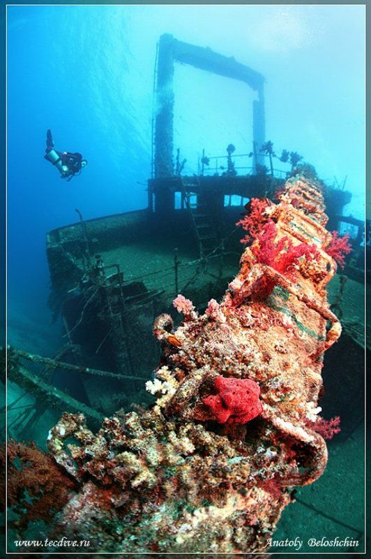 wreck, giannis, d, shaab, abu, nuhas, side, mount, seacam *Giannis D* или *Как умирают корабли*photo preview